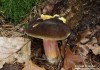 Hřib sametový (Houby), Xerocomus pruinatus (Fungi)